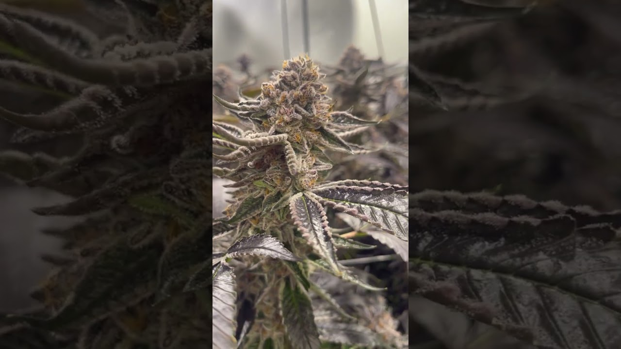 A preview of our latest  Chem Pie harvest.