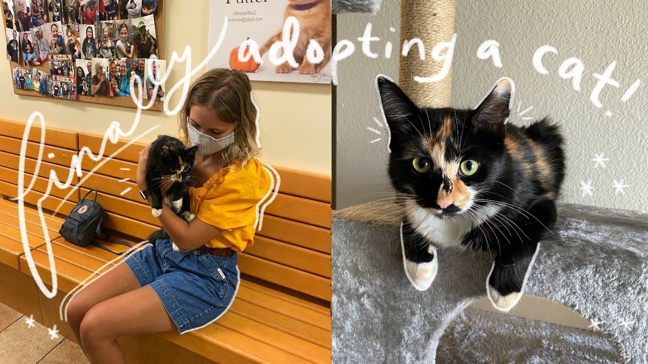 I FINALLY ADOPTED A CAT !!