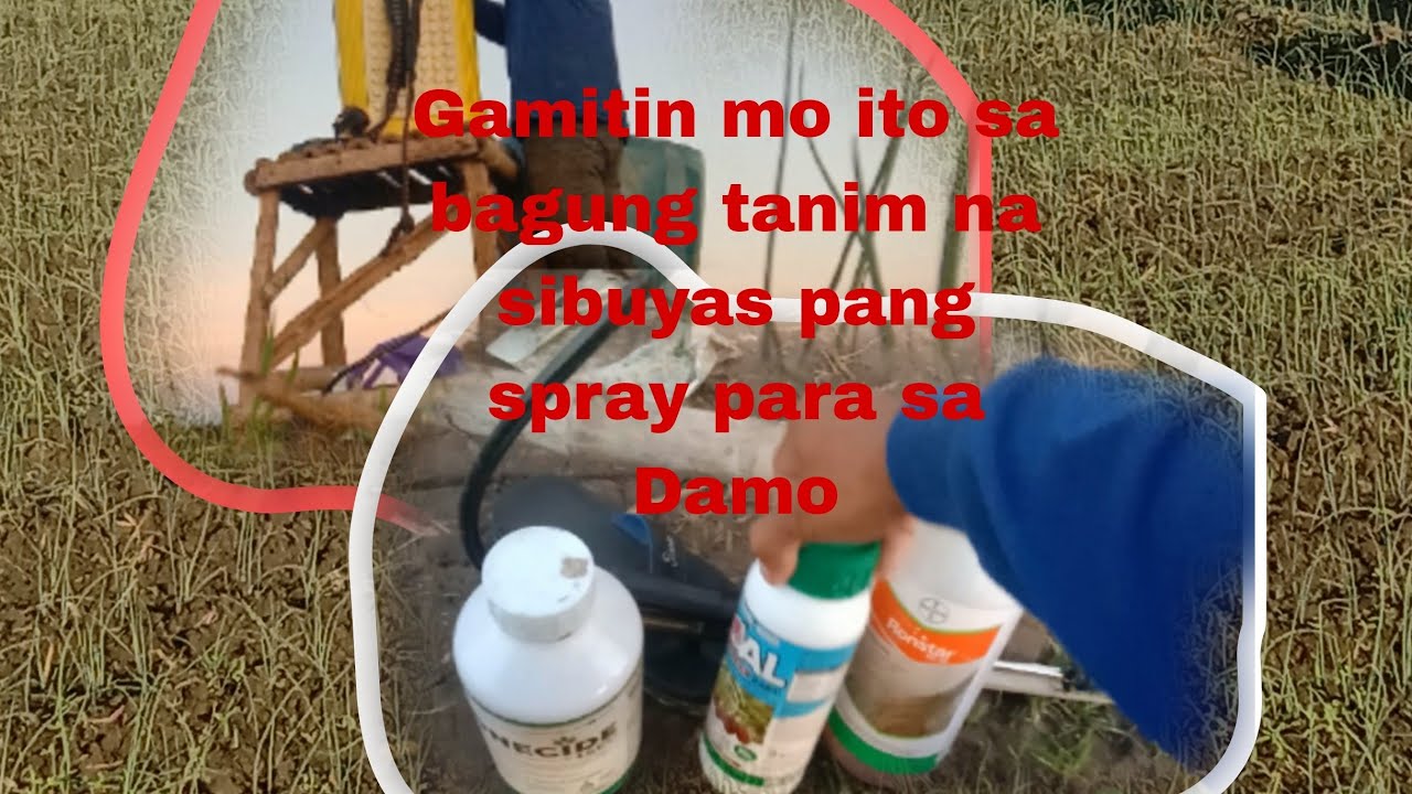 Mabisang Pang spray na pandamo para sa sibuyas ||share my technique|| panuorin mo ito!!!