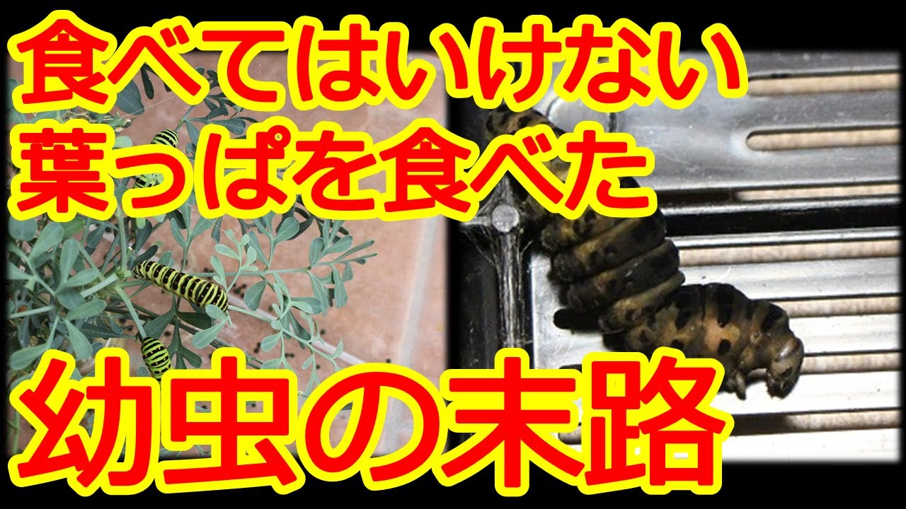 食べてはいけない葉っぱを食べたキアゲハの幼虫の末路