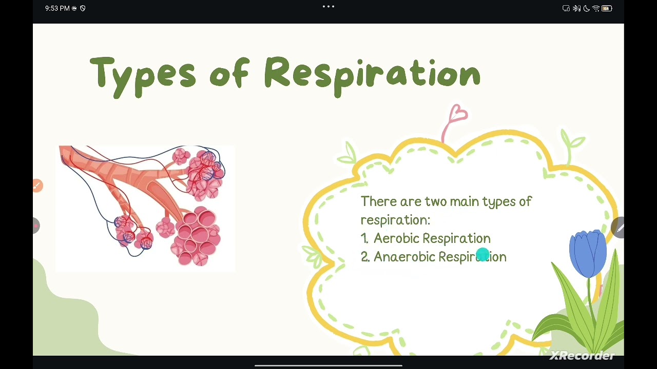 @HR_Academy-SA Respiration grade 9 Biology (English and urdu) 