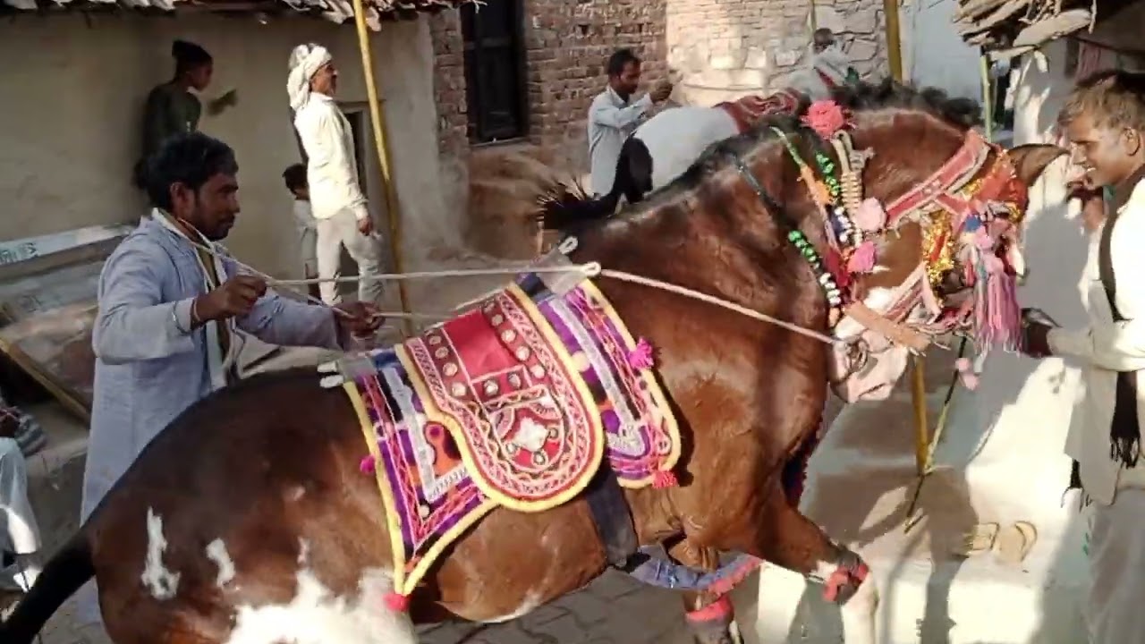 आरी मे संदीप नामदेव की शादी में राछ फिरने में घोरवा को नाचवो (5)
