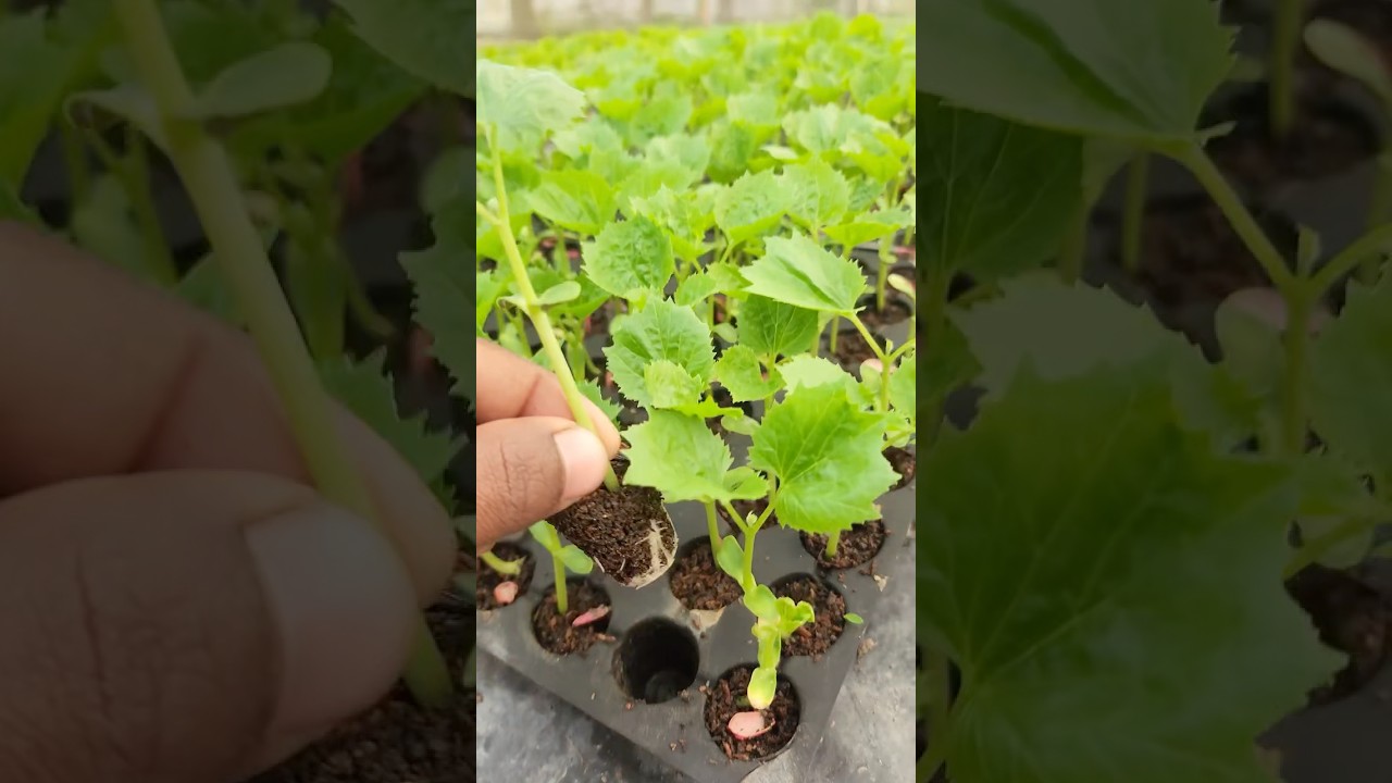 করলার চারা ডেলিভারি হচ্ছে এখন... 