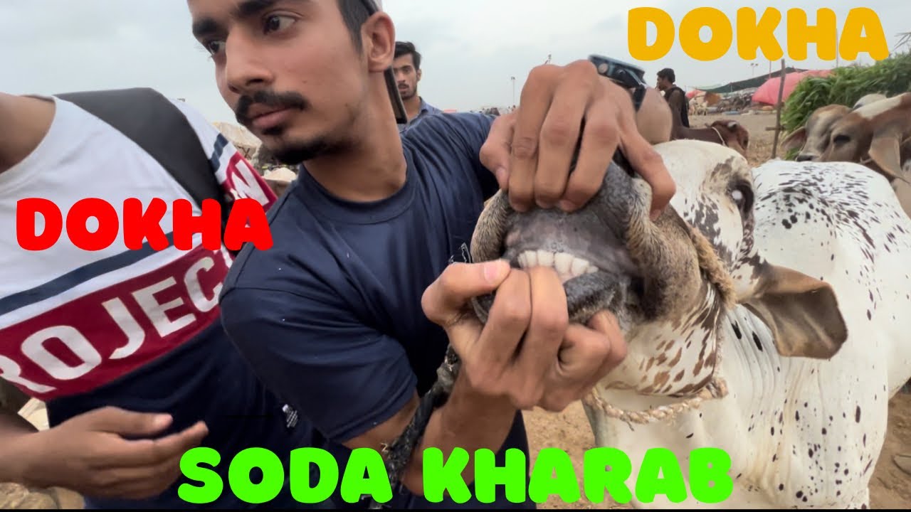 3 JANWAR OR LE LYA AJ MASHALLAH ❤️|SODAY MEIN HOWA DOKHA💔#mandi #qurbanicollection #eidspecial