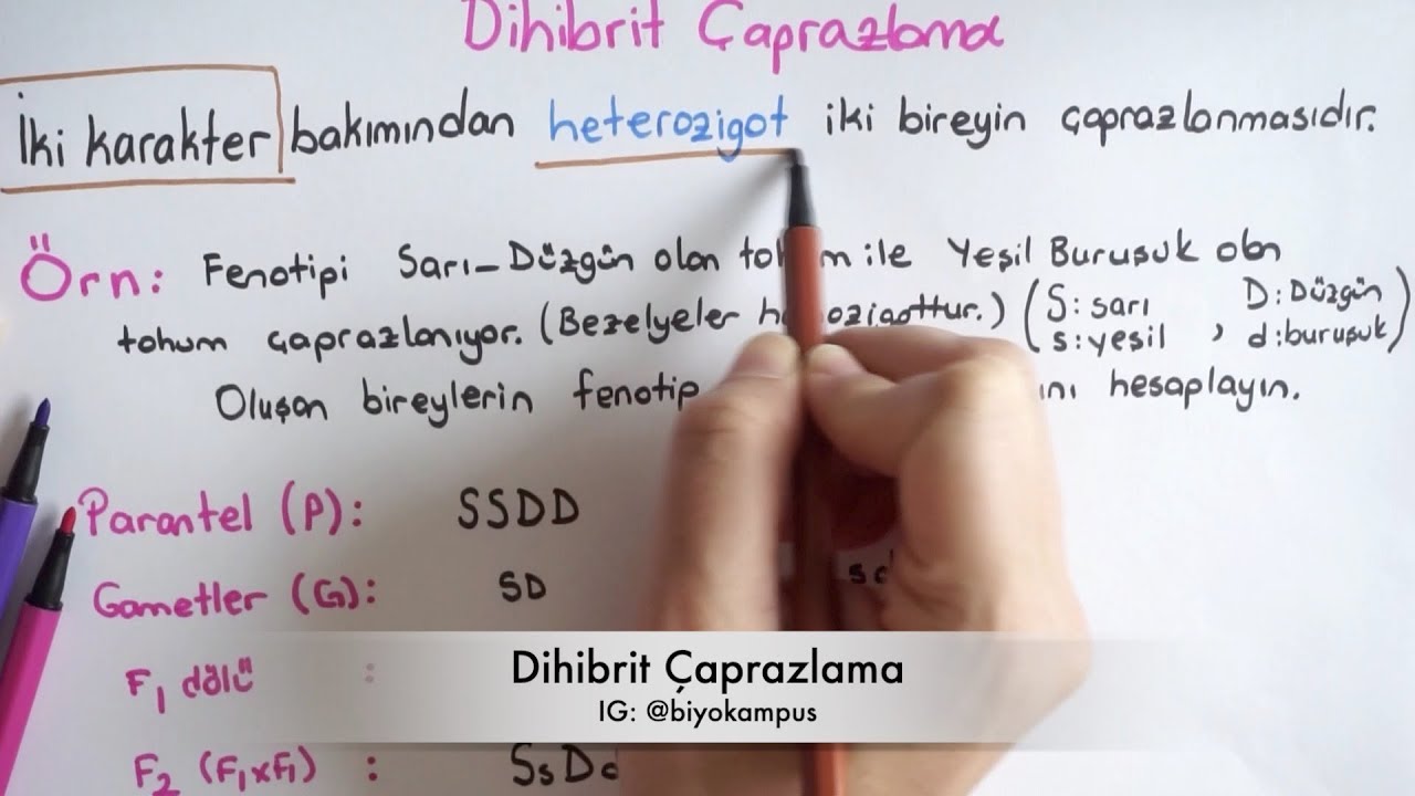 Kalıtım 10. Sınıf |  Dihibrit Çaprazlama