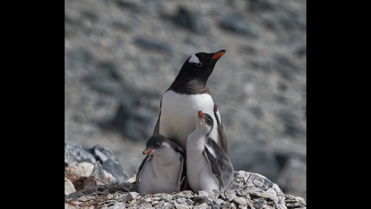 Antarctica Movie Edited