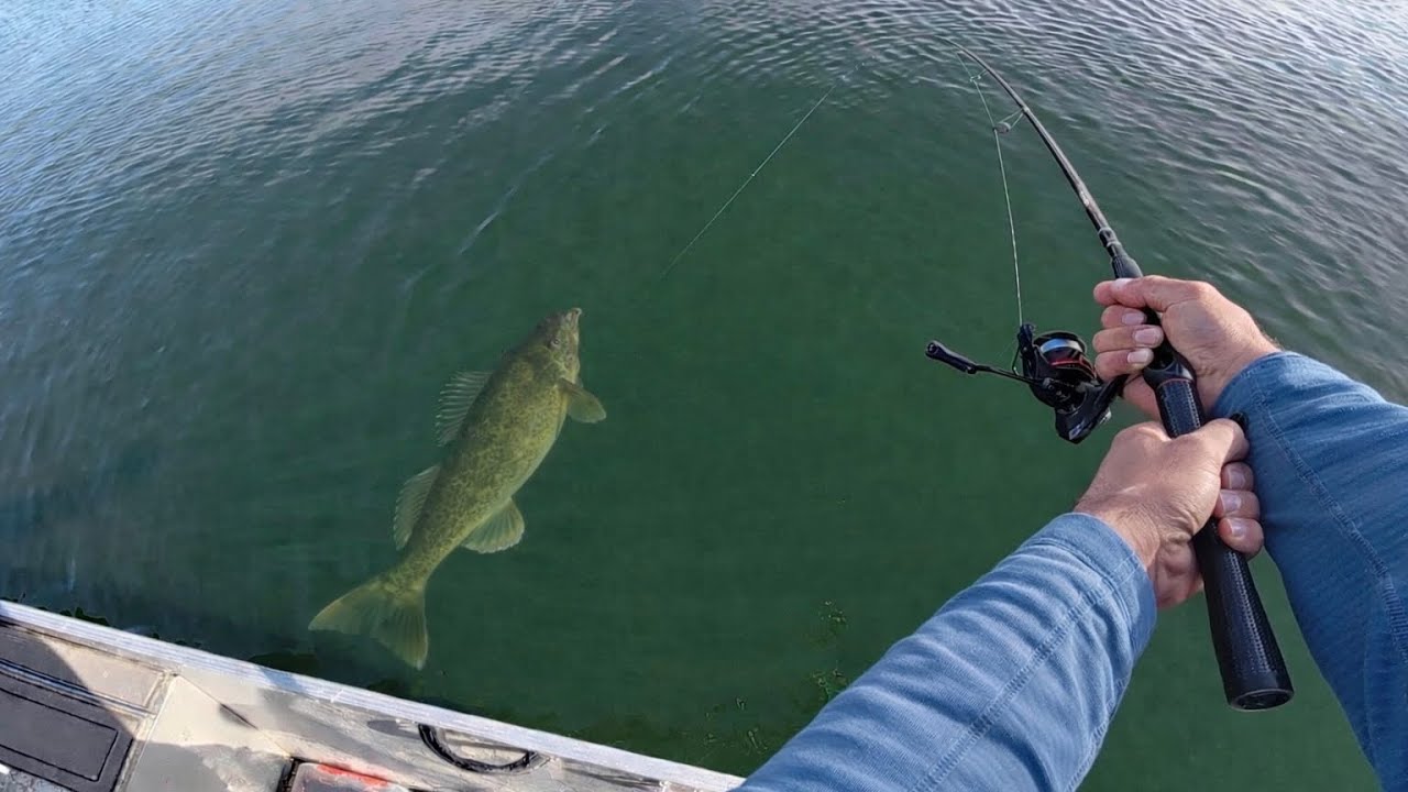 Once in a Lifetime Back to Back Fish Catch! (11 LB Walleye)