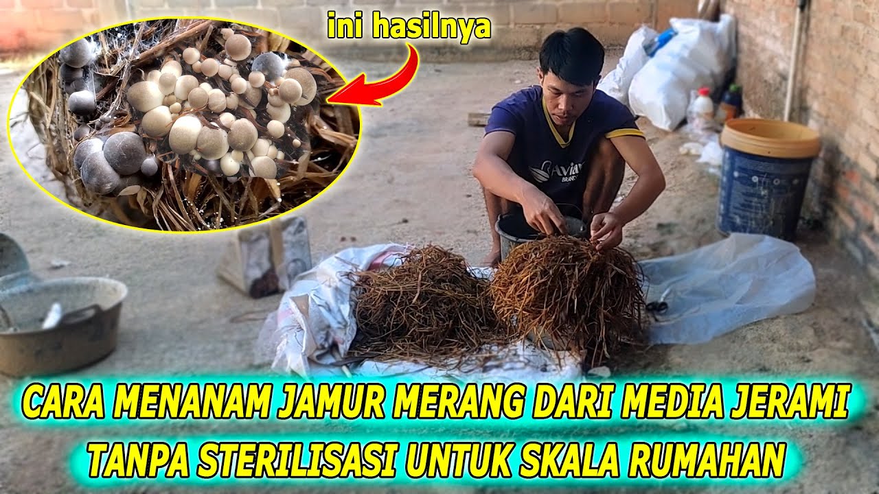 Cara budidaya jamur merang dari media jerami untuk skala rumahan