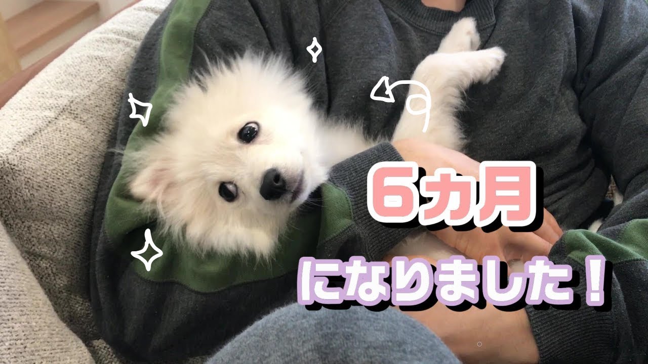 かわいい子犬シェリーちゃんの成長🐾
