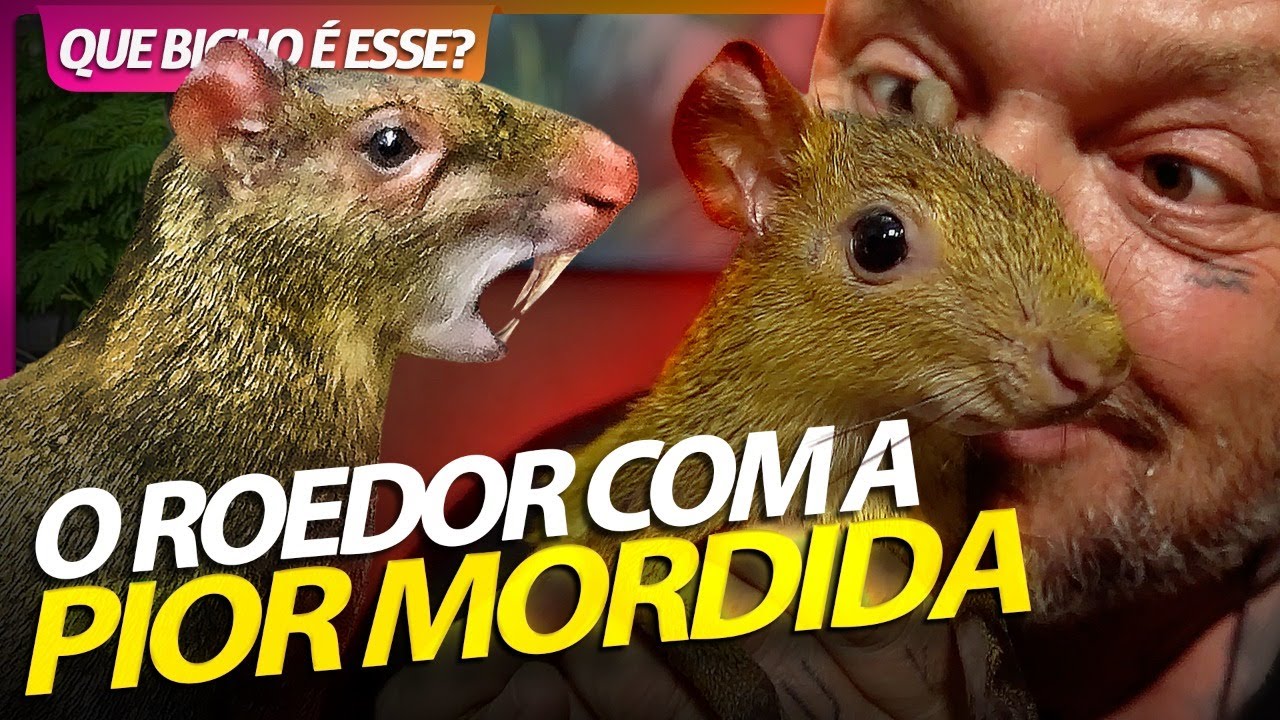 CUTIA O ROEDOR COM A PIOR MORDIDA QUE EXISTE! | RICHARD RASMUSSEN