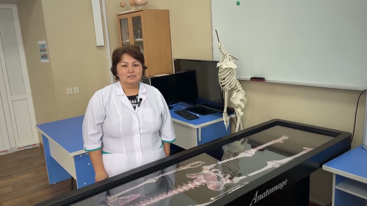 Анатомия костей свободной верхней конечности