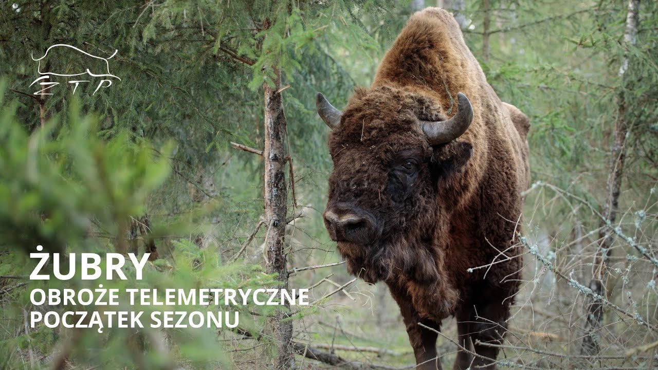 Rozpoczęliśmy sezon obrożowania żubr&oacute;w | Zachodniopomorskie Towarzystwo Przyrodnicze