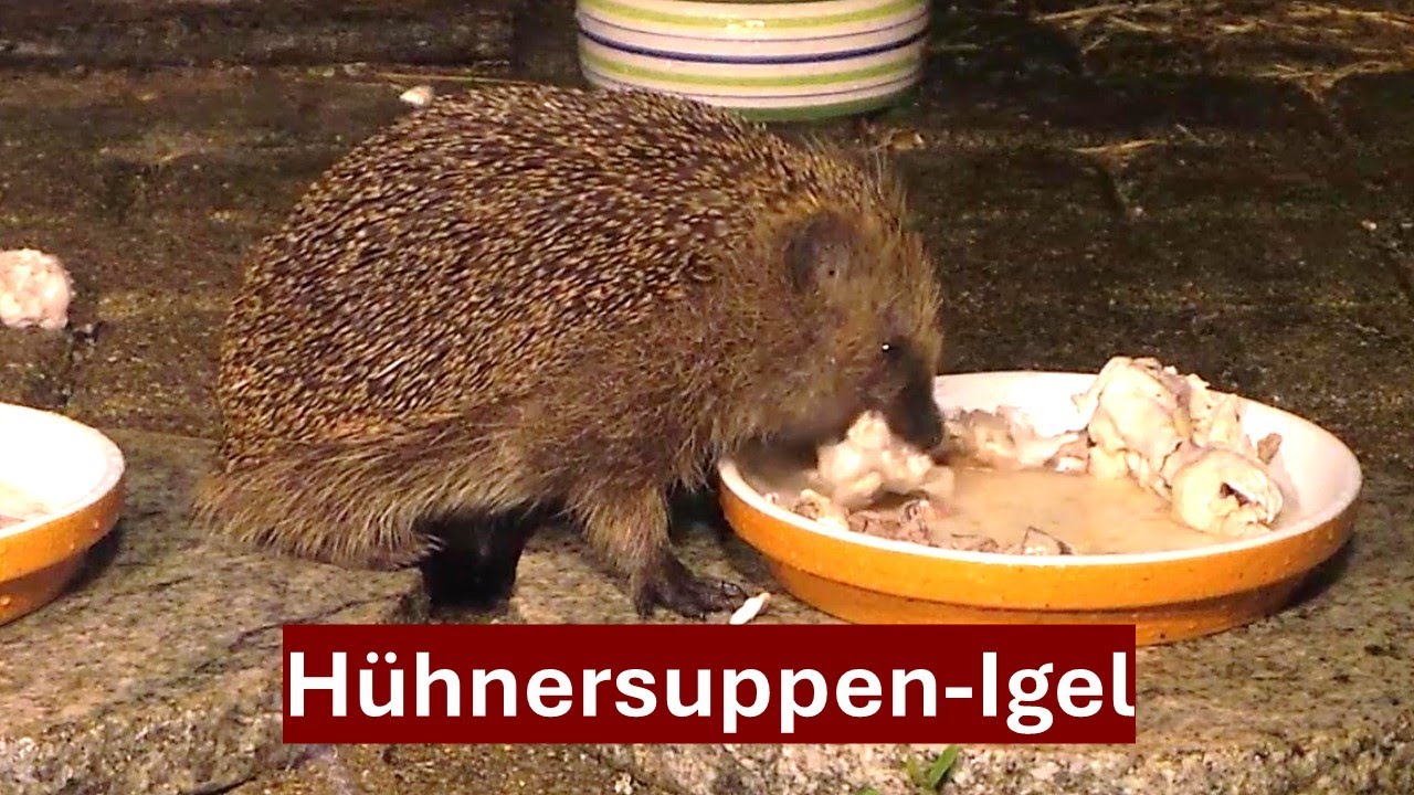 Fressen die Igel das im Regenwasser schwimmende Futter (Hühnersuppe)? Nr. 194 (30.05.2024)