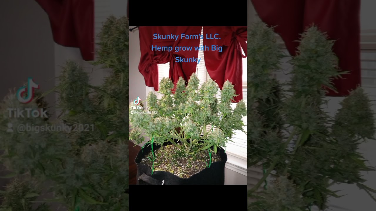 Skunky Farm LLC. Zkittlez Autoflower #SkunkyFarm #BigSkunky #YaSmellme !!! Seeds from ILGM