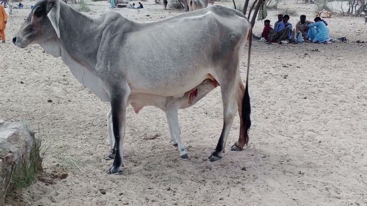 gaaey ka bachhiya doodh p raha
