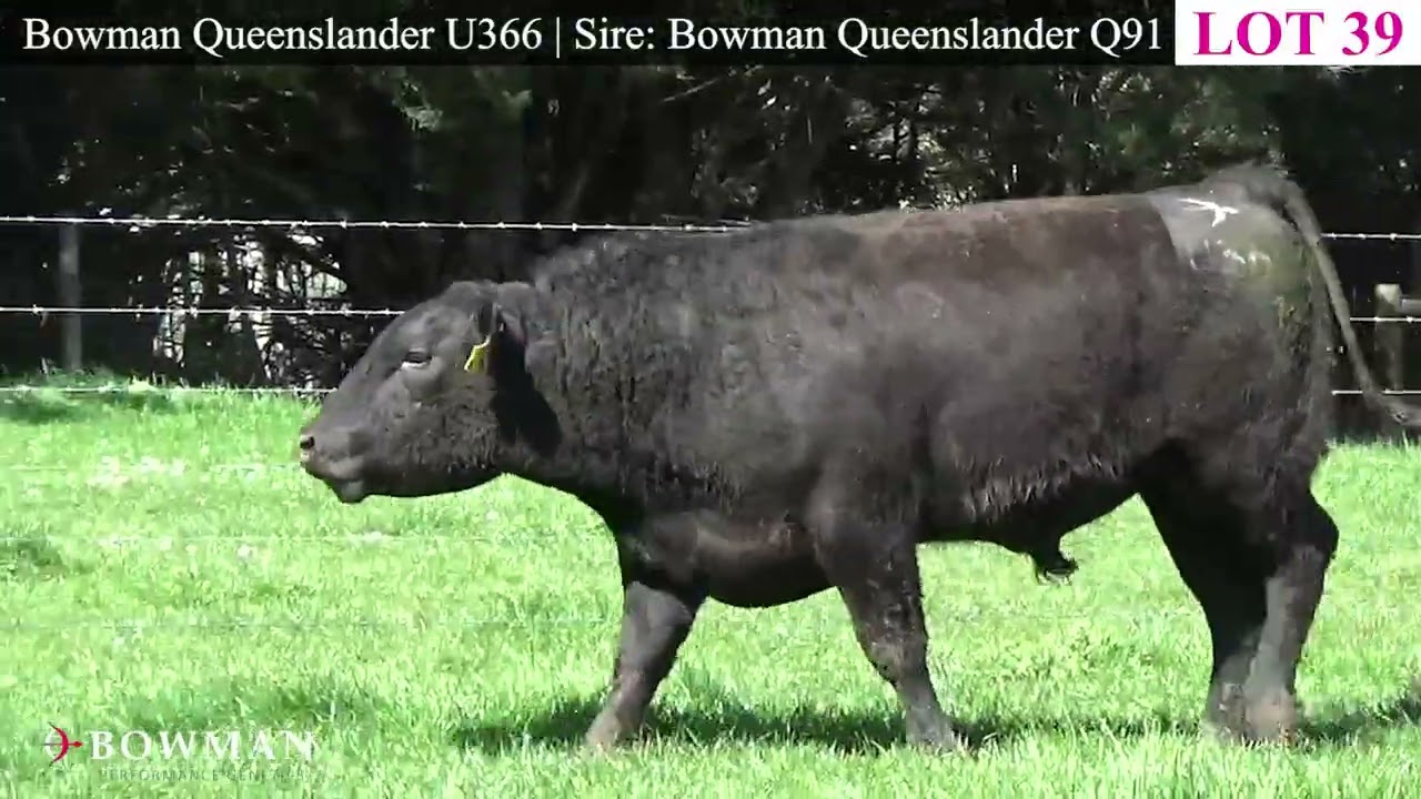 Lot 39 - Bowman Queenslander U366