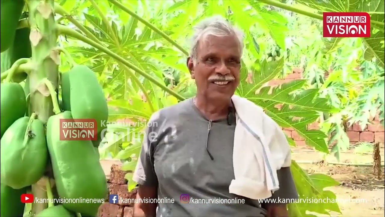 ചെറുപുഴ ആലക്കോട് റയരോം പള്ളിപ്പടിയിലെ താരാമംഗലം ജോയിയുടെ വീട്ടു മുറ്റം പപ്പായകളാല്‍ സമൃദ്ധമണ്