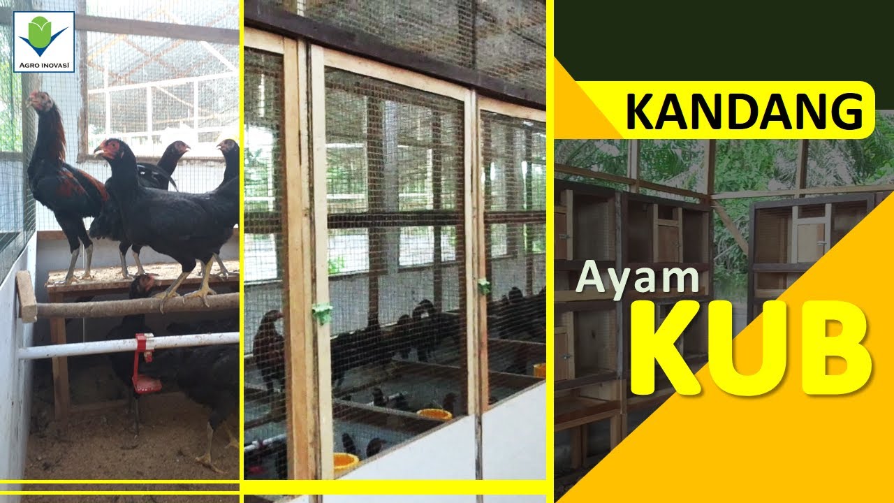 Ternak Ayam Kampung Unggul | SISTEM KANDANG  ayam KUB dari Kandang DOC sampai Kandang Produksi Telur