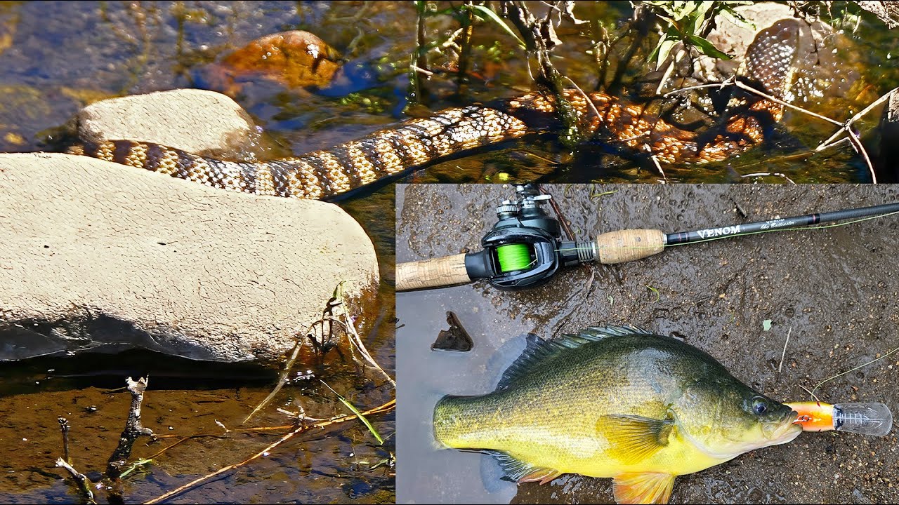 Deadly Tiger Snakes While I Am Lure Fishing For Murray Cod And Yellowbelly