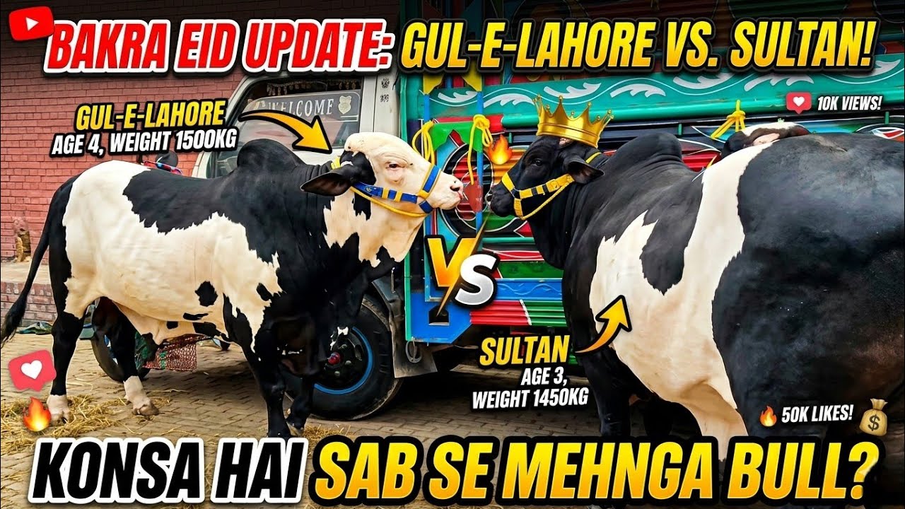 &ldquo;Punjab Mandi Today &ndash; Cattle & Grain Market Update | Qurbani 2026&rdquo; 
