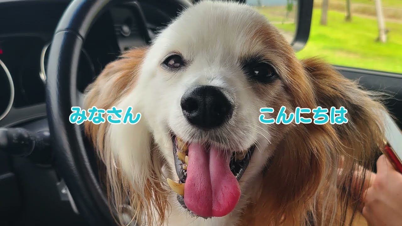 【よろしくね】ラテくんの自己紹介【好きなこと】