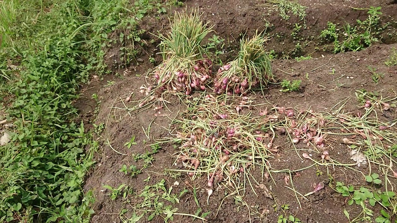 Proses Panen Bawang Merah Bapak Patah Tenggong Rejotangan Tulungagung