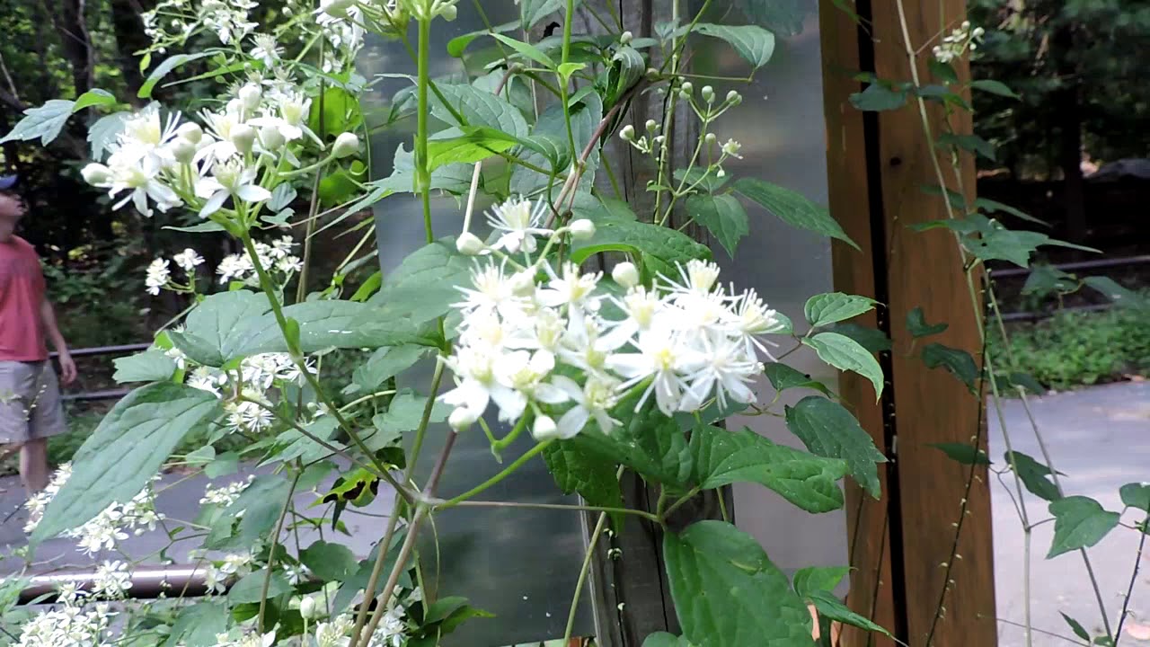 Capital Naturalist: Virgin's Bower