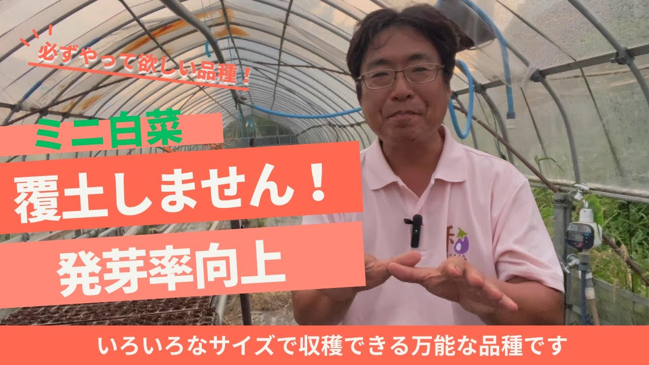 ミニ白菜（タイニーシュシュ）定植の間隔を変えるだけでサイズや収穫時期を調整できます（2024.8.11）