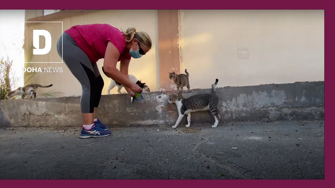 Taking care of Qatar's stray cats
