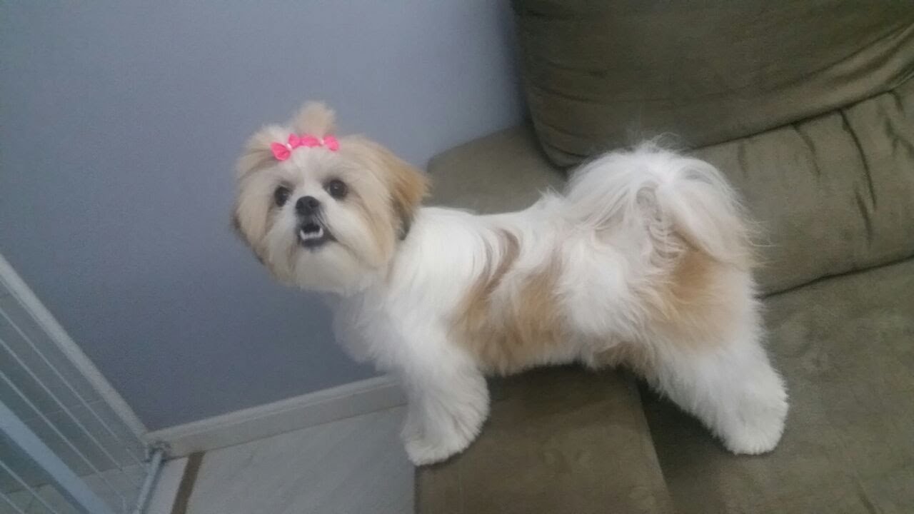 Lhasa Apso - Clarinha (até os 8 meses)