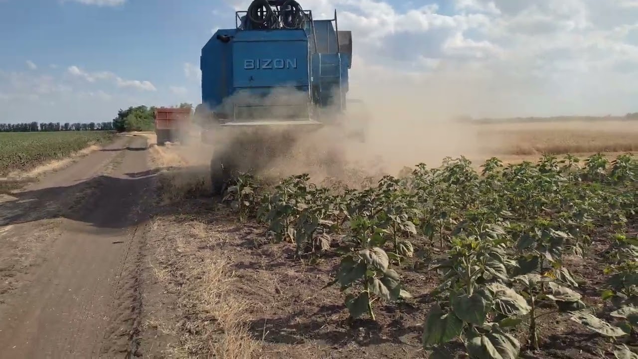 Жнива  #2025. #засуха #newholland #kamaz