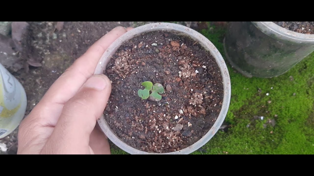 Como plantar sementes de ypê, germinação e replantio...