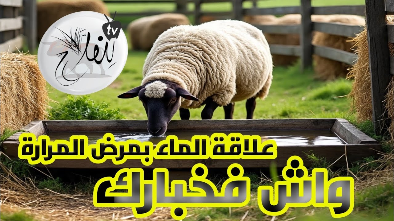 حتى الماء يقد يكون سبب فموت الكسيبة بمرض المرارة 
