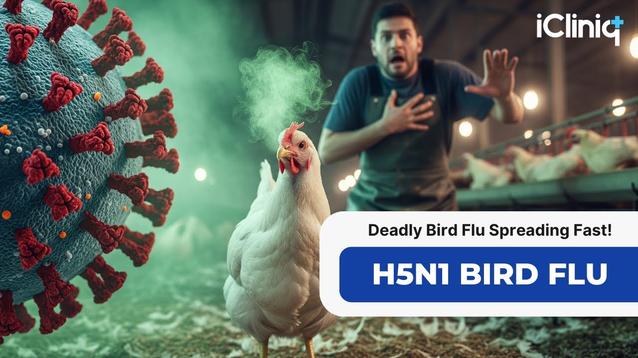 H5N1 Bird Flu: Should You Be Concerned? Symptoms, Spread & Safety Tips Explained | iCliniq