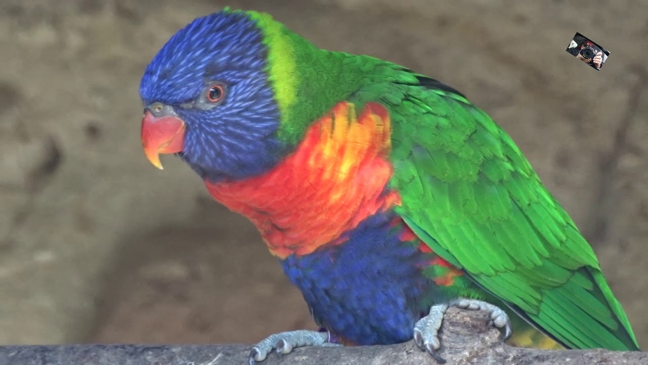 Le Loriquet à tête bleue est un petit perroquet originaire d'Australasie - Zoo d'Upie (Drôme) France