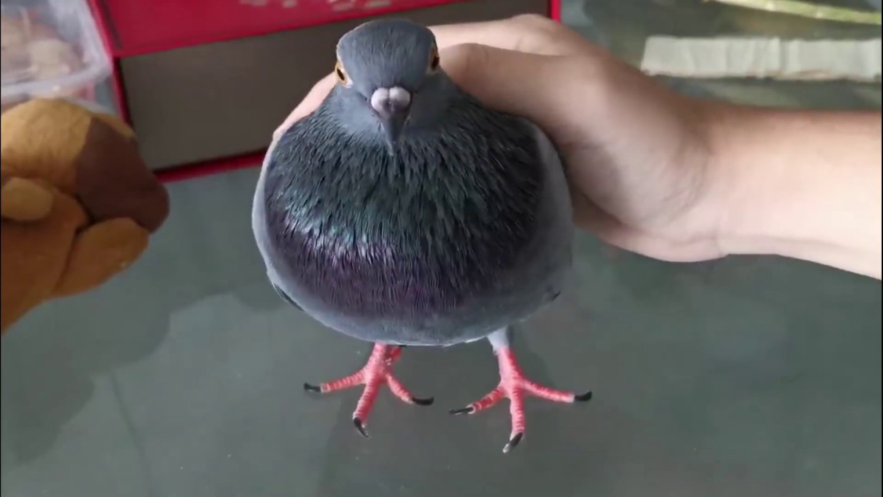 Pigeon Pet Care