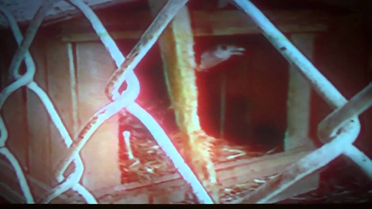 gobbler sitting on eggs