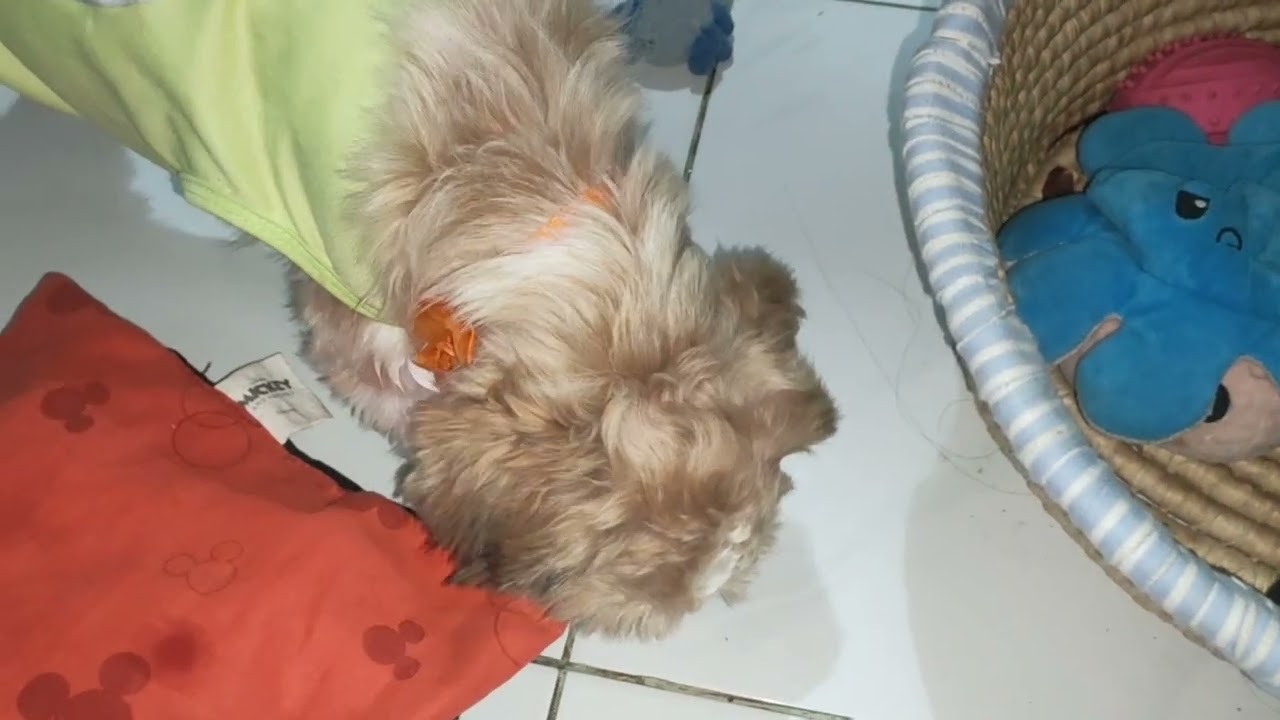 So playful naman my fur babies
