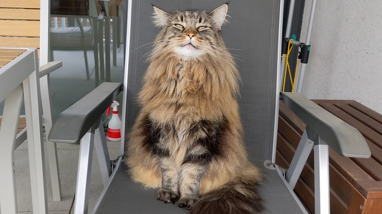 My cats love stormy weather | Norwegian Forest Cats