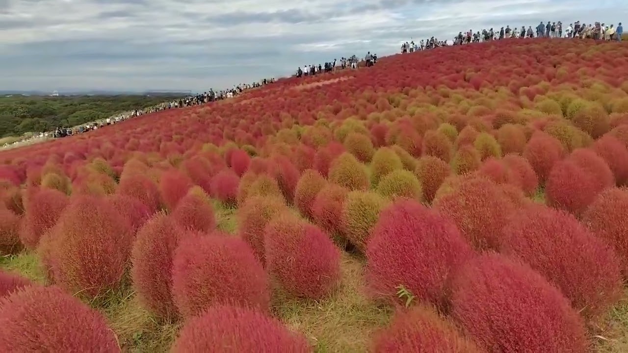 散歩道　コキアの紅葉