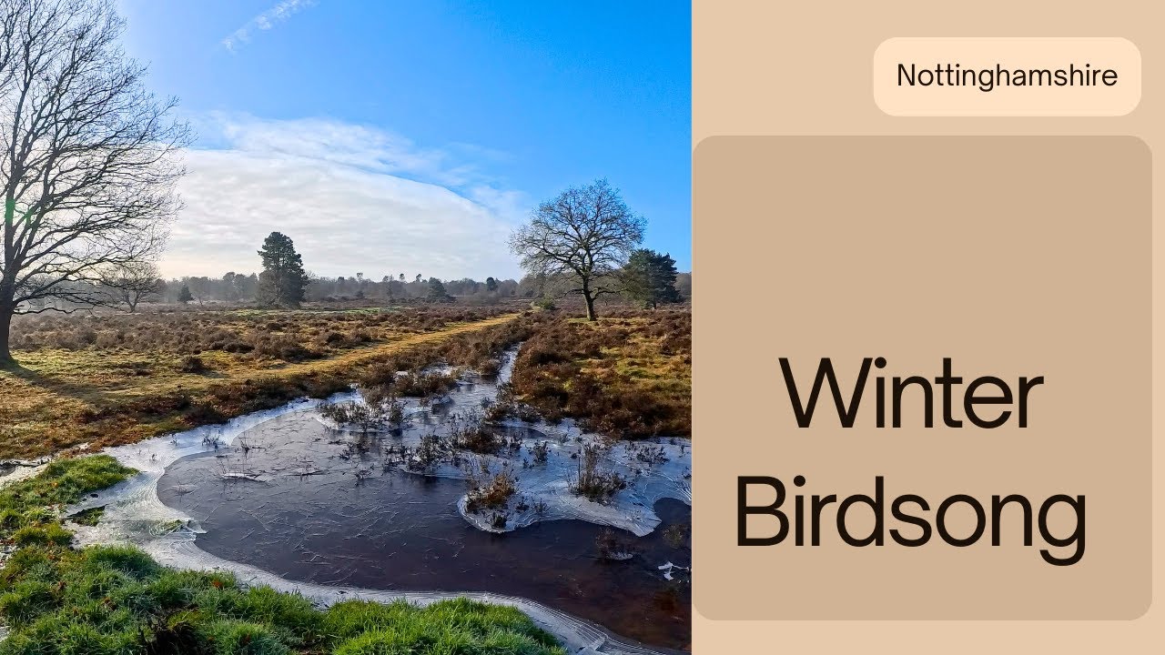 How Many Bird Songs Can You Recognise? 🌿 Sunny Walk in Sherwood Forest