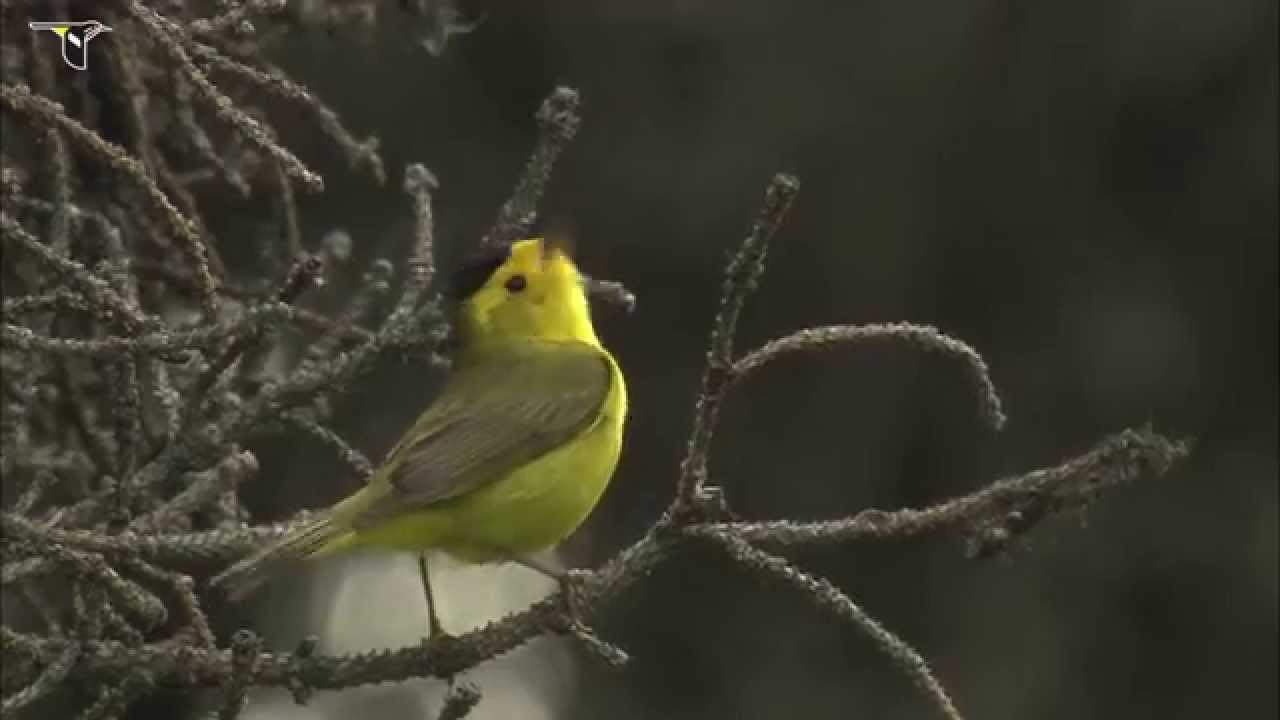 Wilson's Warbler singing