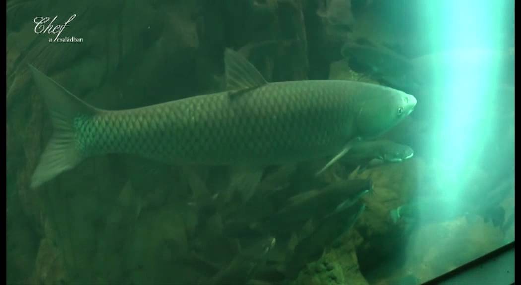 A HALaszthatatlan &uuml;gy - Barramundi bumer&aacute;ng 1.r&eacute;sz