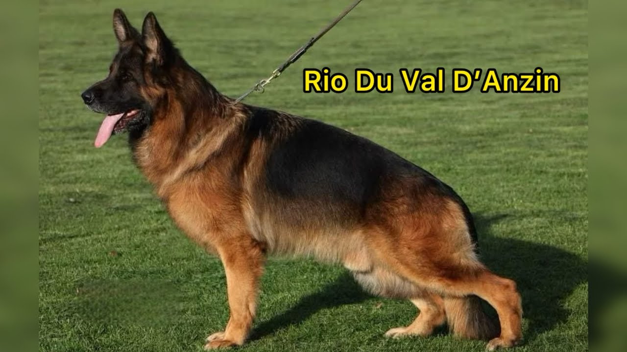Rio Du Val D’Anzin | World Champion German Shepherd Dog