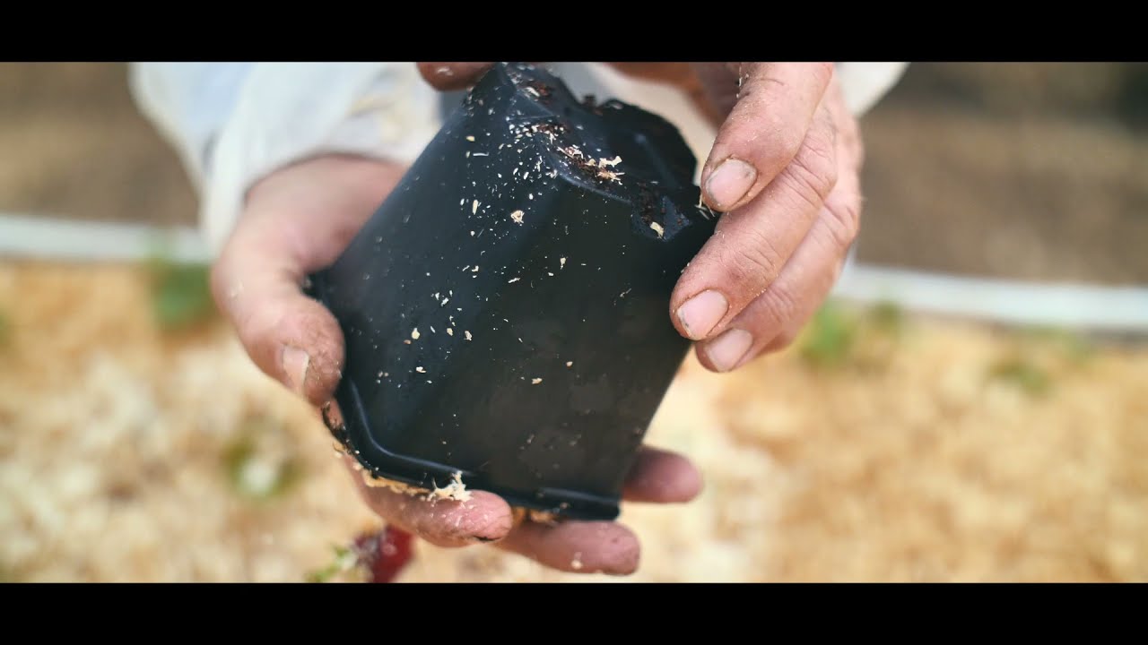 35 שנה ליקב רמת הגולן