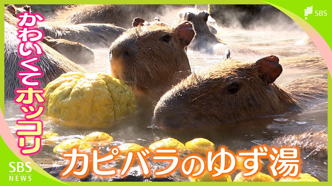 「かわいくて癒やされる」冬至にあわせ「カピバラのゆず湯」ボスのファミリー30頭が入浴=静岡・伊豆シャボテン動物公園