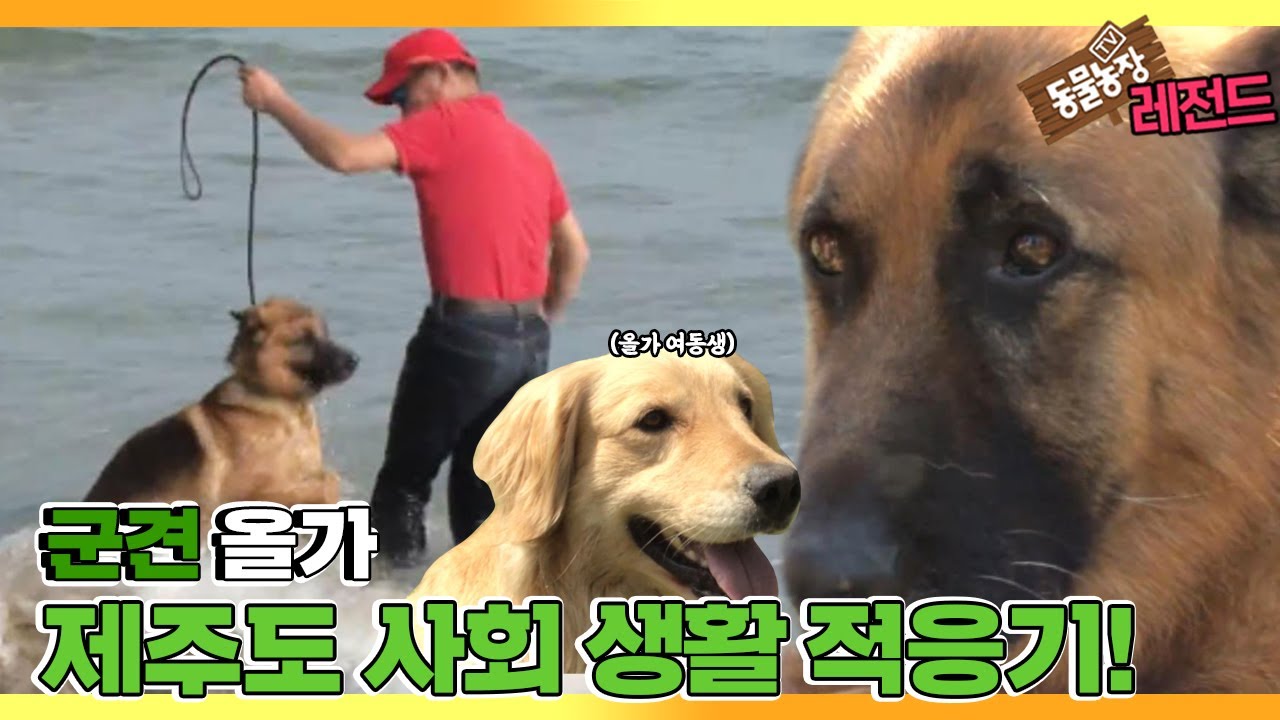[TV 동물농장 레전드/SUB] ’군견 올가의 제대 후 사회 적응기!’ 풀버전 다시보기 #TV동물농장 #AnimalFarm #SBSstory