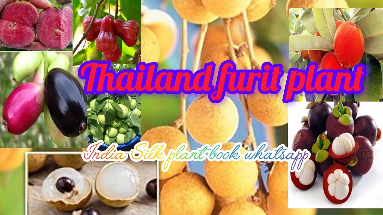 Thailand Silk furit plant so beautiful plant book whatsapp All furit varieties available w b Bangla 