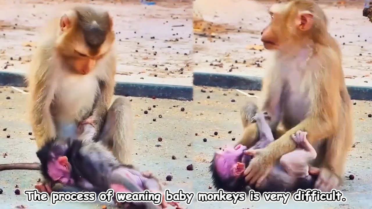 The process of weaning baby monkeys is a difficult and arduous one for the mother monkey.