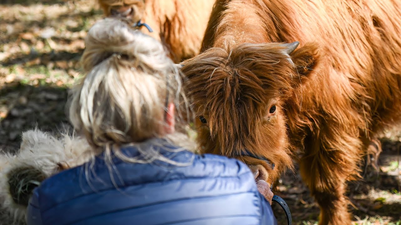 Meet the Mini Highland Cows: Inside Boggy Creek’s New Mini Moo Land Experience